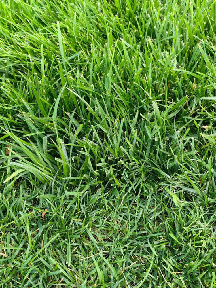 Poa pratensis 'Fargo BT'