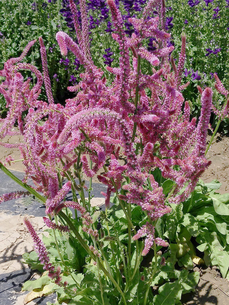 Limonium suworowii 'Pink Pokers'