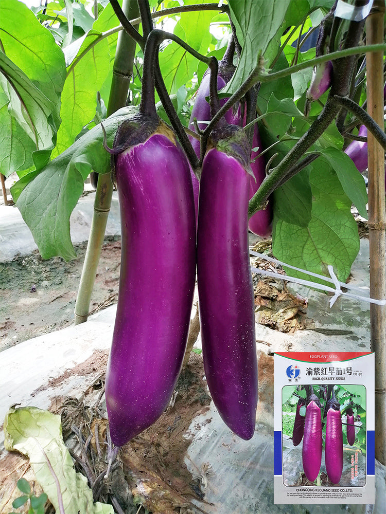 Chongqing Early No.1 Purple-Red Eggplant