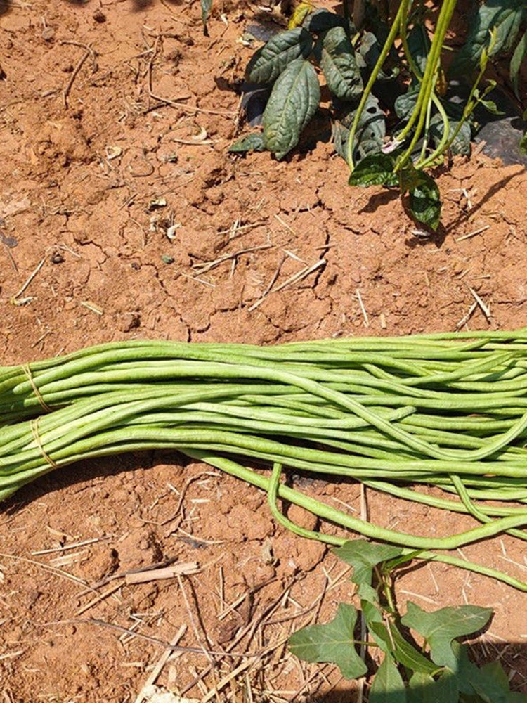 'Jiangshan Xiuli' Cowpea