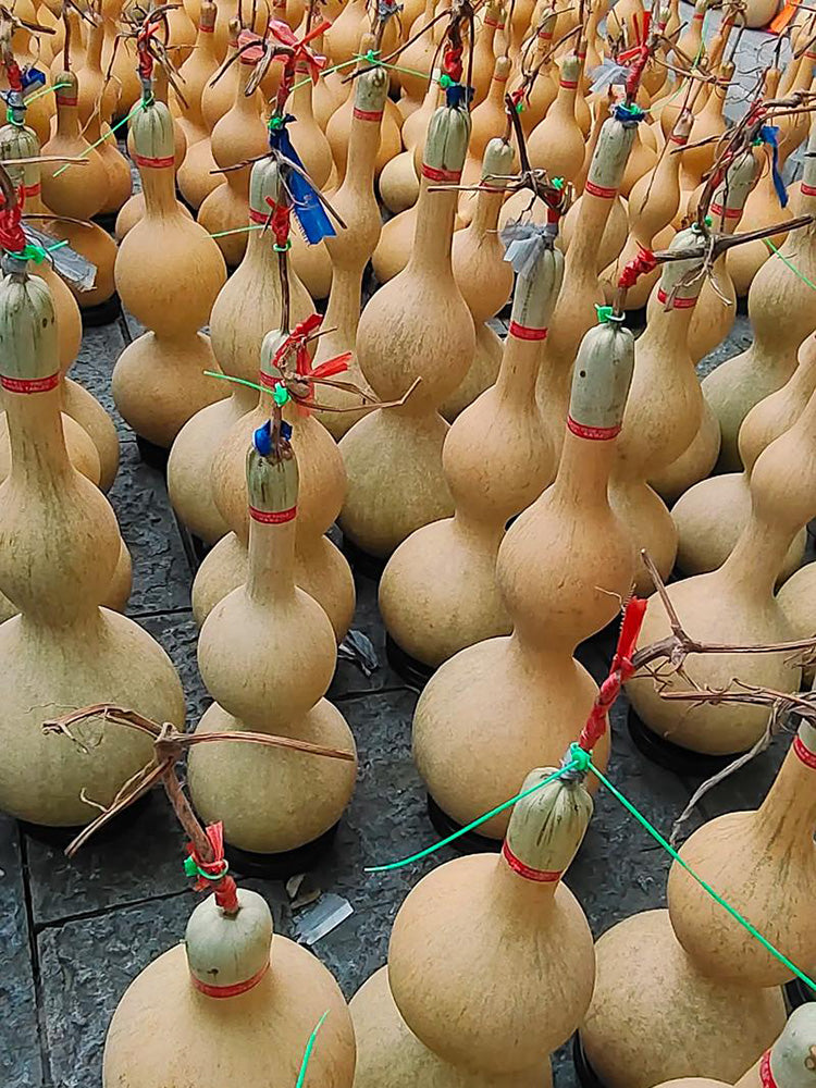 Extra Large Waist Gourd