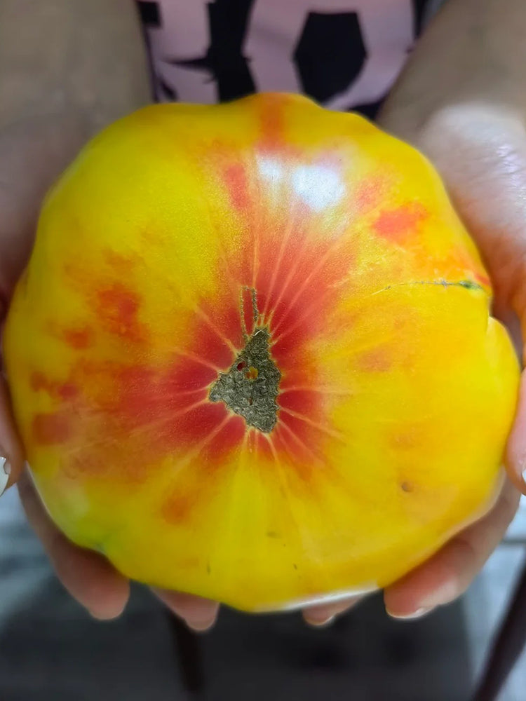 Cocktail Fruit Tomato
