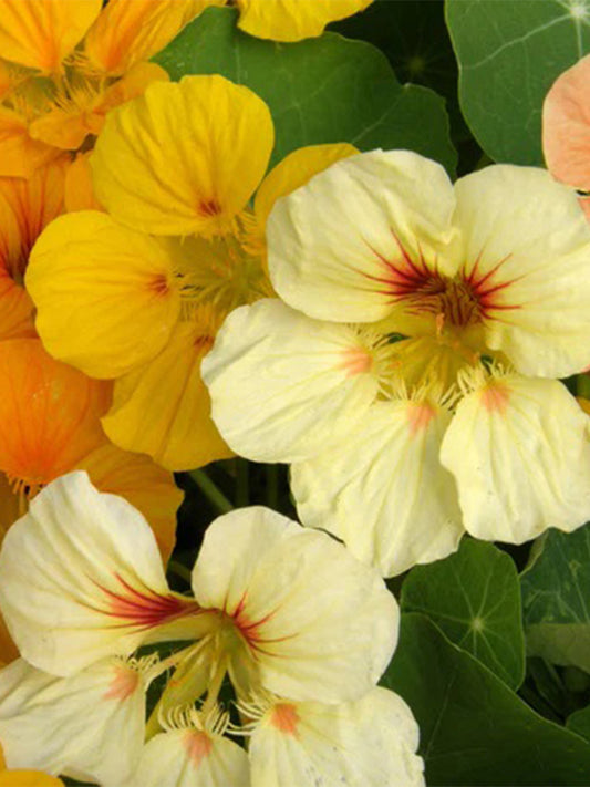 Sunburst' Yellow Nasturtium (Tropaeolum majus)