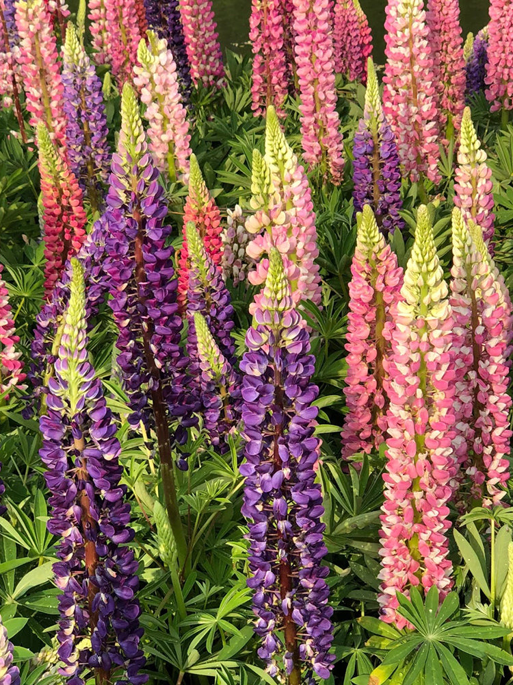 Mixed Color Lupin