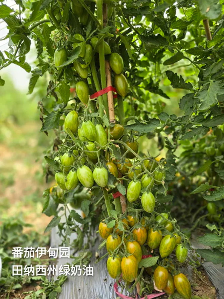 'Surprise Green Cream' Tomato