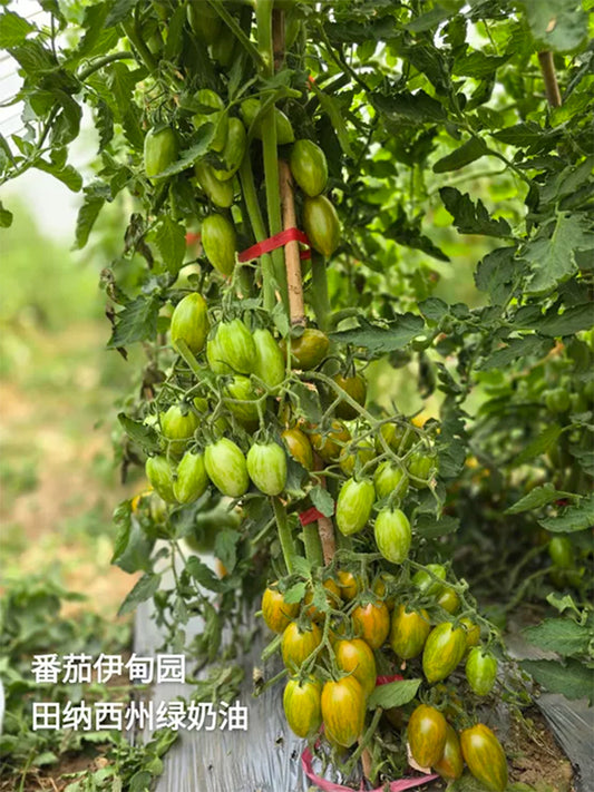 'Surprise Green Cream' Tomato