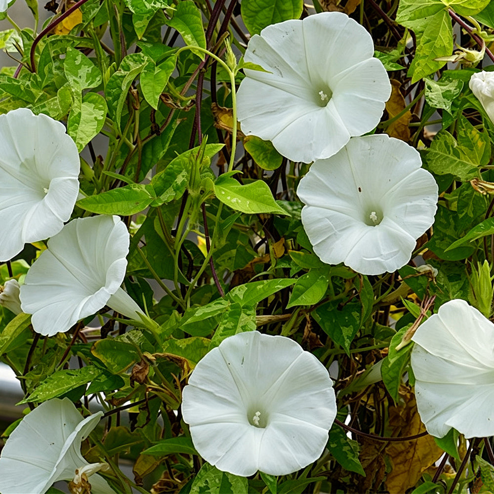 Polar Fox Morning Glory