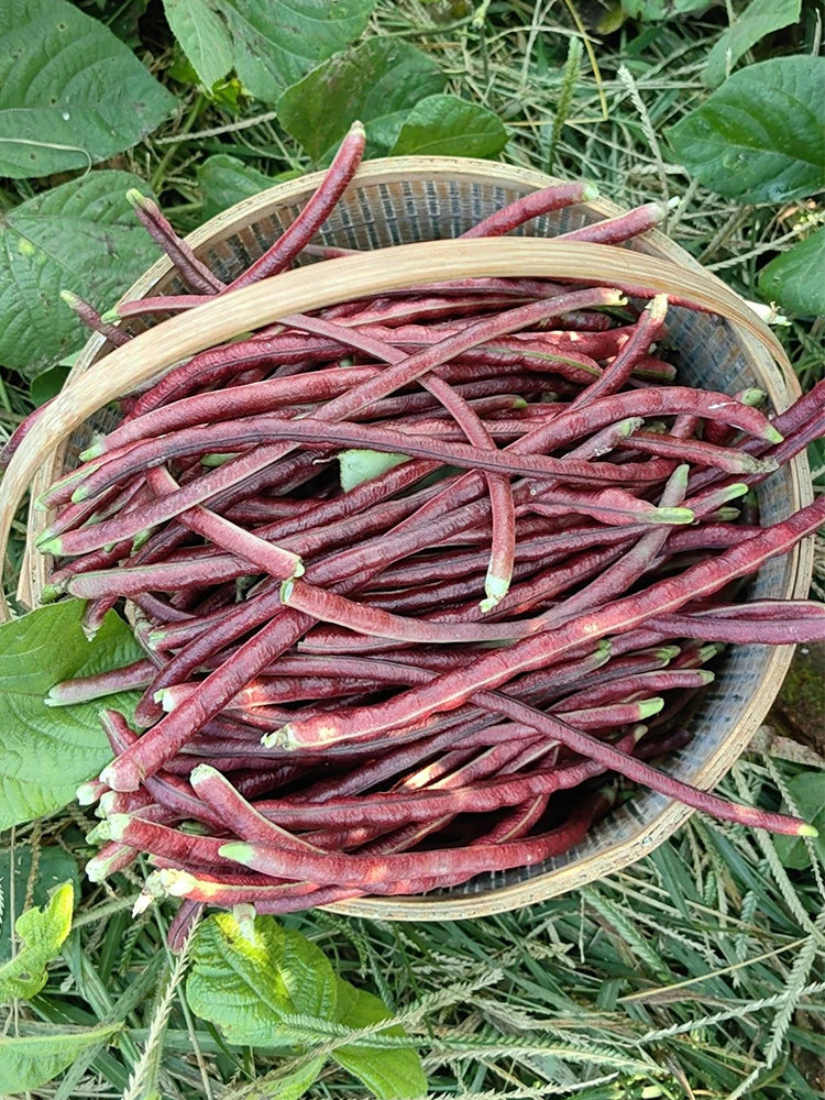 Mandihong Purple Yardlong Beans (No Trellis Required)