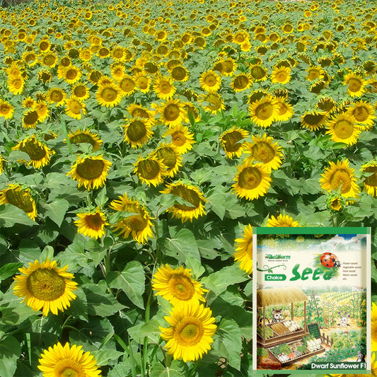 Bellfarm® Sunflower F1 Seeds (35cm)