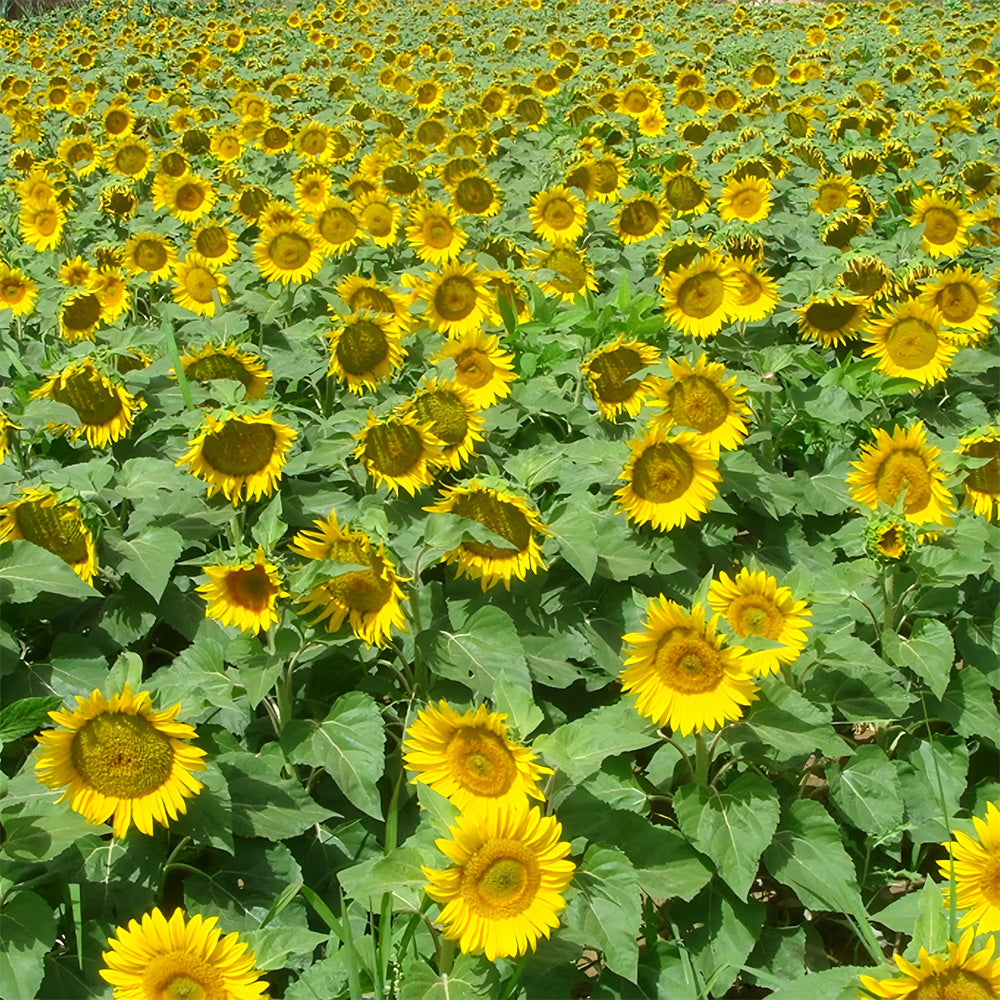 Bellfarm® Sunflower F1 Seeds (35cm)