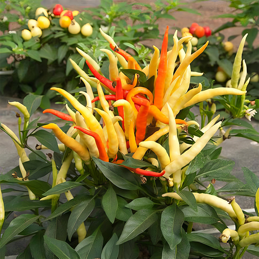 Ornamental Chili Pepper Seeds in Assorted Colors