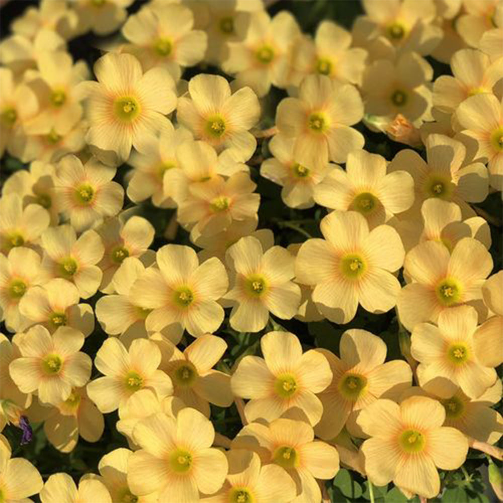 Oxalis obtusa Bulbs, Pack of 3, Supply Period from June to Nov.