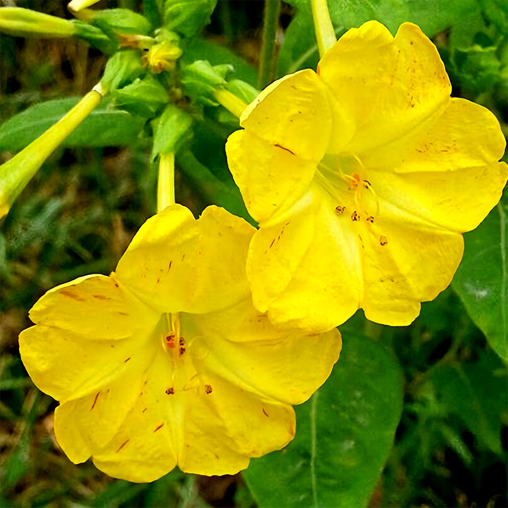 Four O'clock Flower (Mirabilis jalapa) Seeds