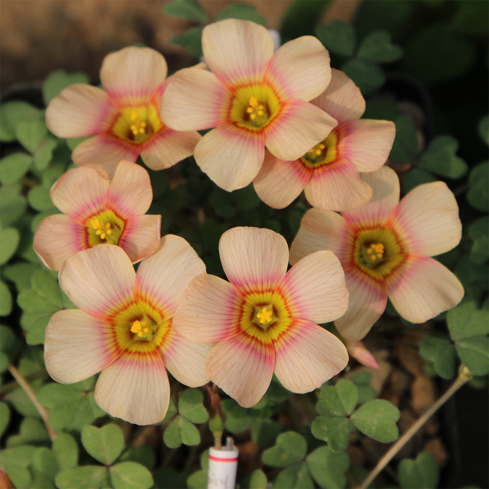 Oxalis obtusa Bulbs, Pack of 3, Supply Period from June to Nov.